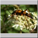 Strangalia attenuata - Bockkaefer 07.jpg